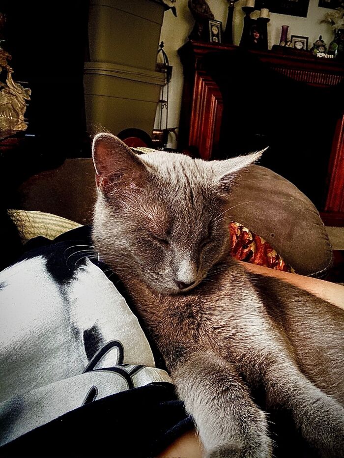 Hey Pandas, Capture A Picture Of Your Pet Sleeping (Closed) Hey Pandas, Capture A Picture Of Your Pet Sleeping (Closed)