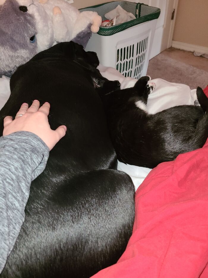 Hey Pandas, Capture A Picture Of Your Pet Sleeping (Closed) Hey Pandas, Capture A Picture Of Your Pet Sleeping (Closed)