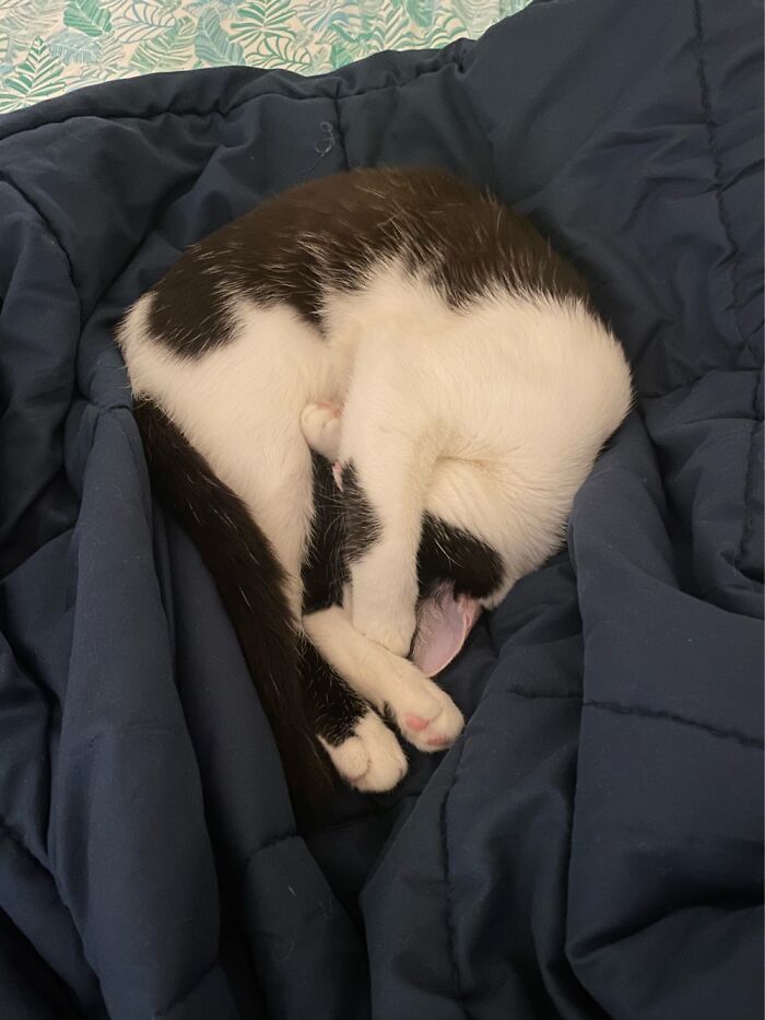 Hey Pandas, Capture A Picture Of Your Pet Sleeping (Closed) Hey Pandas, Capture A Picture Of Your Pet Sleeping (Closed)