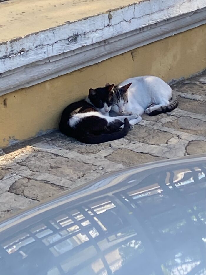 Hey Pandas, Capture A Picture Of Your Pet Sleeping (Closed) Hey Pandas, Capture A Picture Of Your Pet Sleeping (Closed)