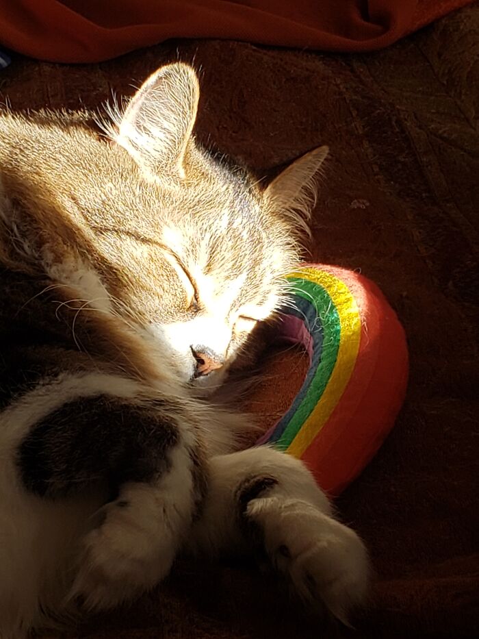 Hey Pandas, Capture A Picture Of Your Pet Sleeping (Closed) Hey Pandas, Capture A Picture Of Your Pet Sleeping (Closed)