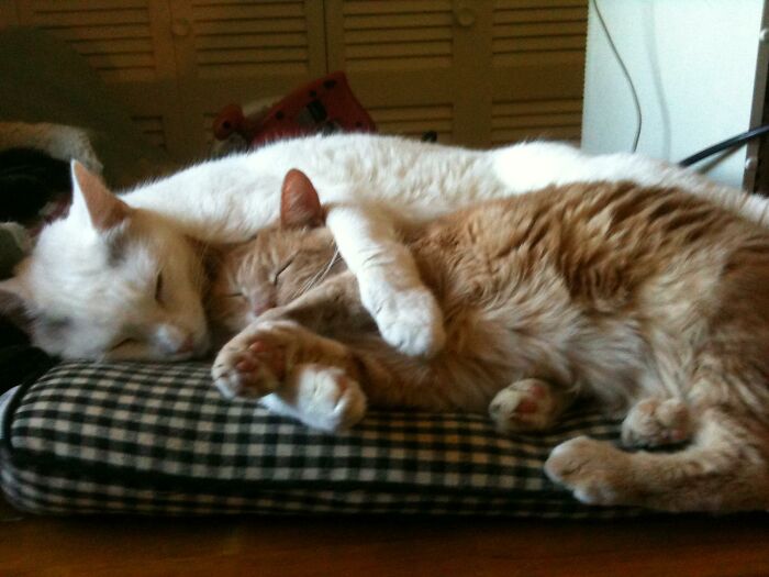 Hey Pandas, Capture A Picture Of Your Pet Sleeping (Closed) Hey Pandas, Capture A Picture Of Your Pet Sleeping (Closed)