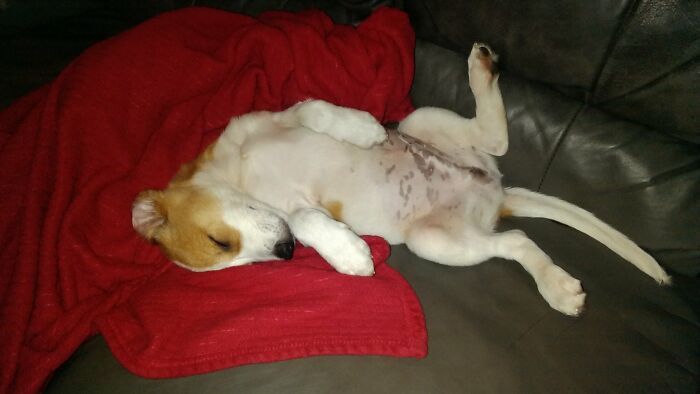 Hey Pandas, Capture A Picture Of Your Pet Sleeping (Closed) Hey Pandas, Capture A Picture Of Your Pet Sleeping (Closed)