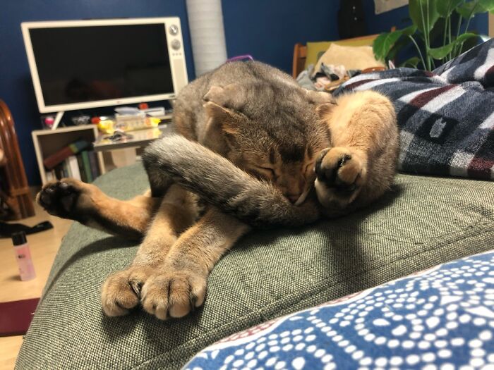 Hey Pandas, Capture A Picture Of Your Pet Sleeping (Closed) Hey Pandas, Capture A Picture Of Your Pet Sleeping (Closed)