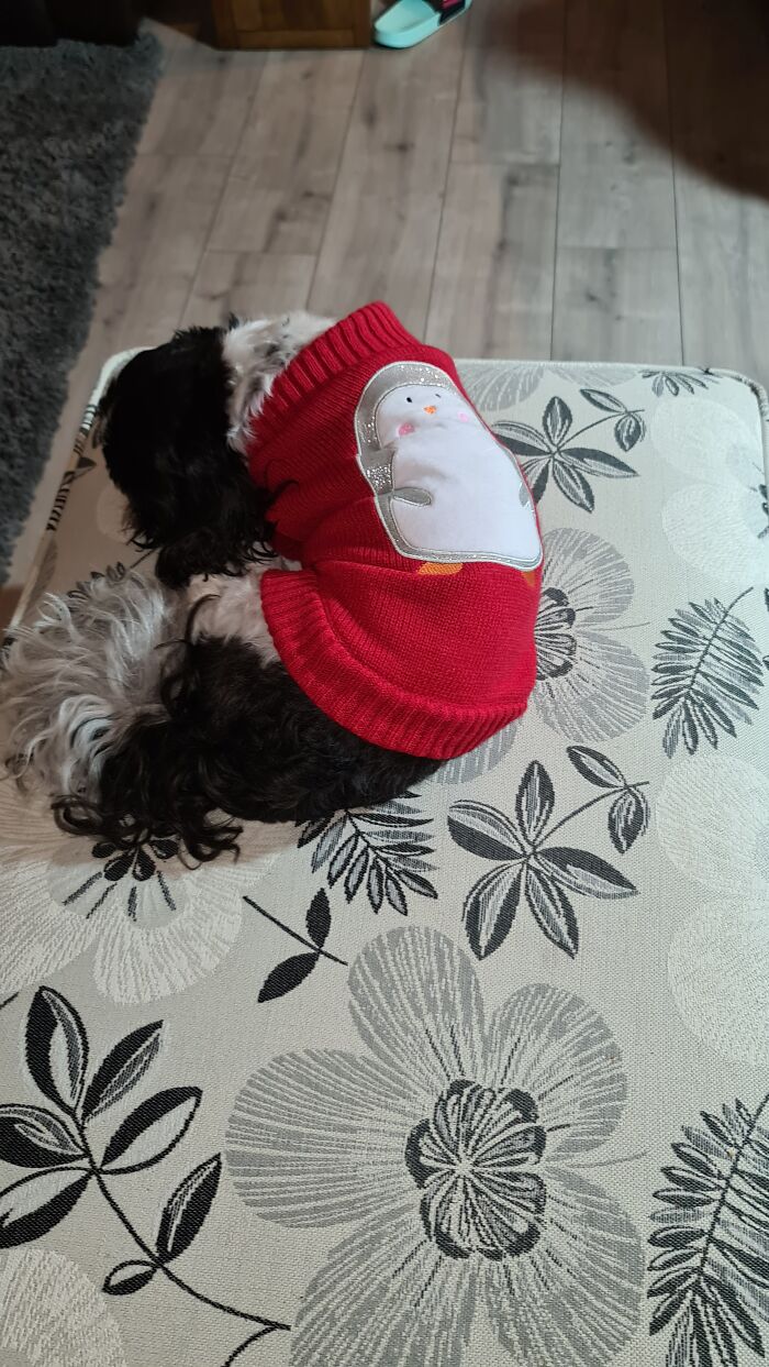 Hey Pandas, Capture A Picture Of Your Pet Sleeping (Closed) Hey Pandas, Capture A Picture Of Your Pet Sleeping (Closed)