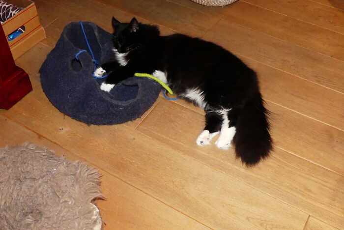 Hey Pandas, Capture A Picture Of Your Pet Sleeping (Closed) Hey Pandas, Capture A Picture Of Your Pet Sleeping (Closed)