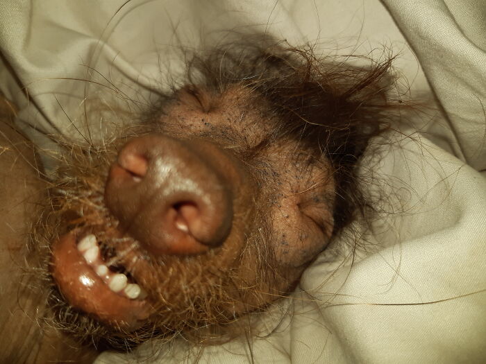 Hey Pandas, Capture A Picture Of Your Pet Sleeping (Closed) Hey Pandas, Capture A Picture Of Your Pet Sleeping (Closed)