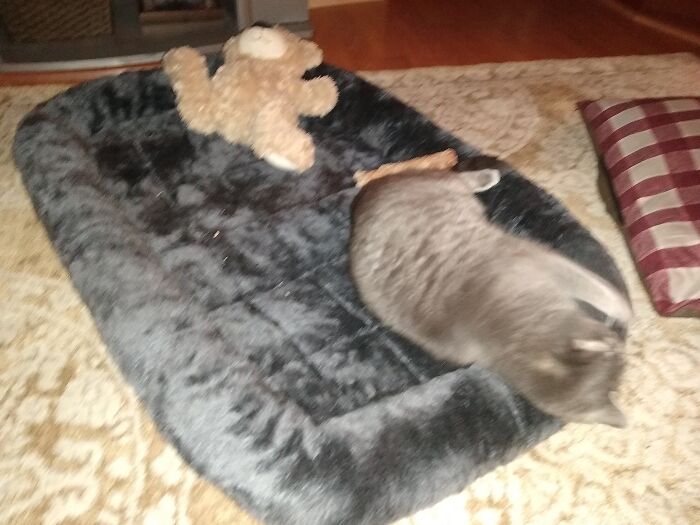 Hey Pandas, Capture A Picture Of Your Pet Sleeping (Closed) Hey Pandas, Capture A Picture Of Your Pet Sleeping (Closed)