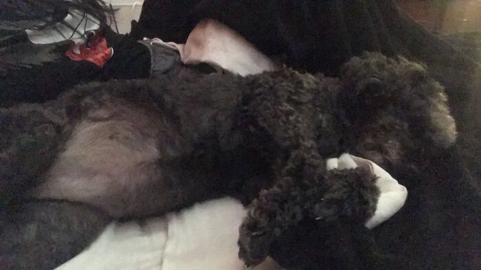 Hey Pandas, Capture A Picture Of Your Pet Sleeping (Closed) Hey Pandas, Capture A Picture Of Your Pet Sleeping (Closed)