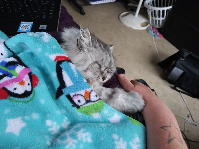 Hey Pandas, Capture A Picture Of Your Pet Sleeping (Closed) Hey Pandas, Capture A Picture Of Your Pet Sleeping (Closed)