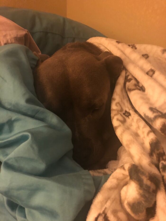 Hey Pandas, Capture A Picture Of Your Pet Sleeping (Closed) Hey Pandas, Capture A Picture Of Your Pet Sleeping (Closed)