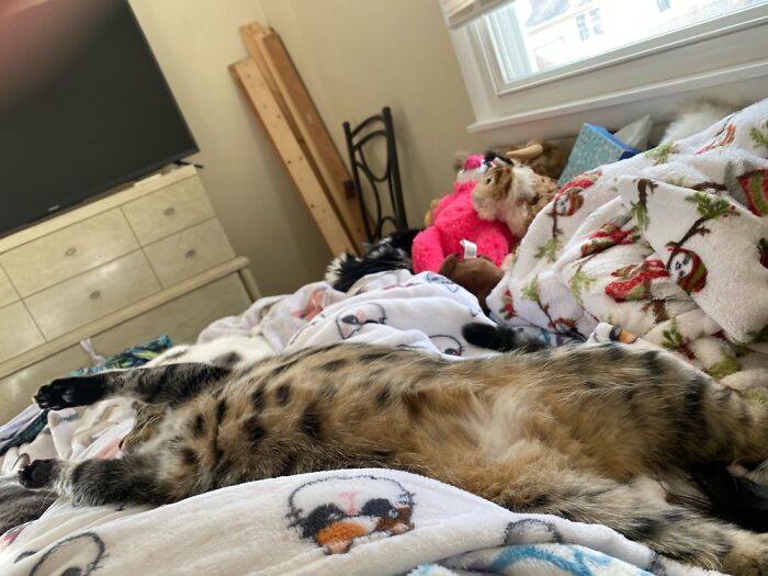 Hey Pandas, Capture A Picture Of Your Pet Sleeping (Closed) Hey Pandas, Capture A Picture Of Your Pet Sleeping (Closed)