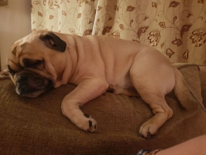 Hey Pandas, Capture A Picture Of Your Pet Sleeping (Closed) Hey Pandas, Capture A Picture Of Your Pet Sleeping (Closed)