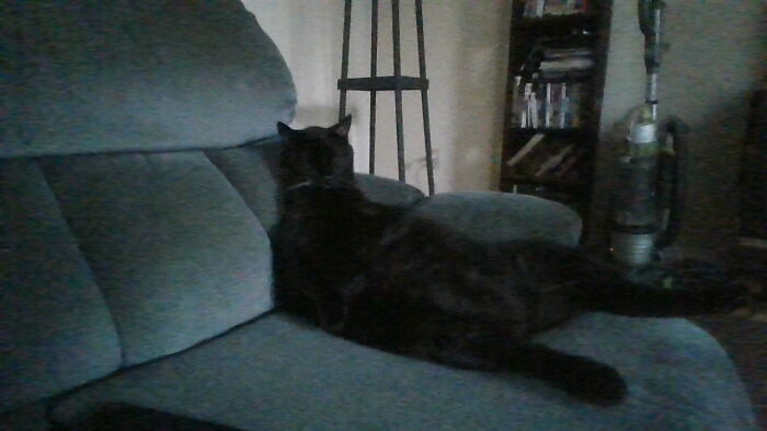 Hey Pandas, Capture A Picture Of Your Pet Sleeping (Closed) Hey Pandas, Capture A Picture Of Your Pet Sleeping (Closed)