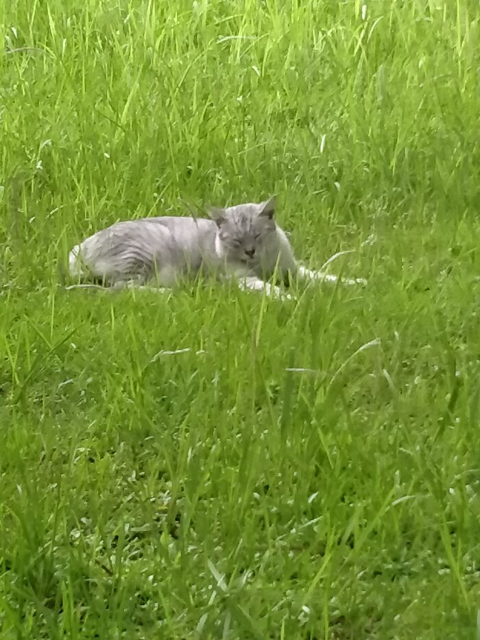 Hey Pandas, Capture A Picture Of Your Pet Sleeping (Closed) Hey Pandas, Capture A Picture Of Your Pet Sleeping (Closed)