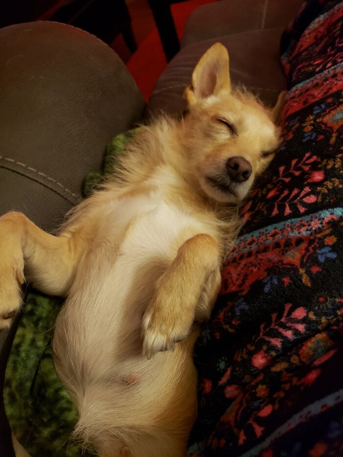 Hey Pandas, Capture A Picture Of Your Pet Sleeping (Closed) Hey Pandas, Capture A Picture Of Your Pet Sleeping (Closed)