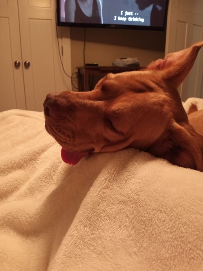 Hey Pandas, Capture A Picture Of Your Pet Sleeping (Closed) Hey Pandas, Capture A Picture Of Your Pet Sleeping (Closed)