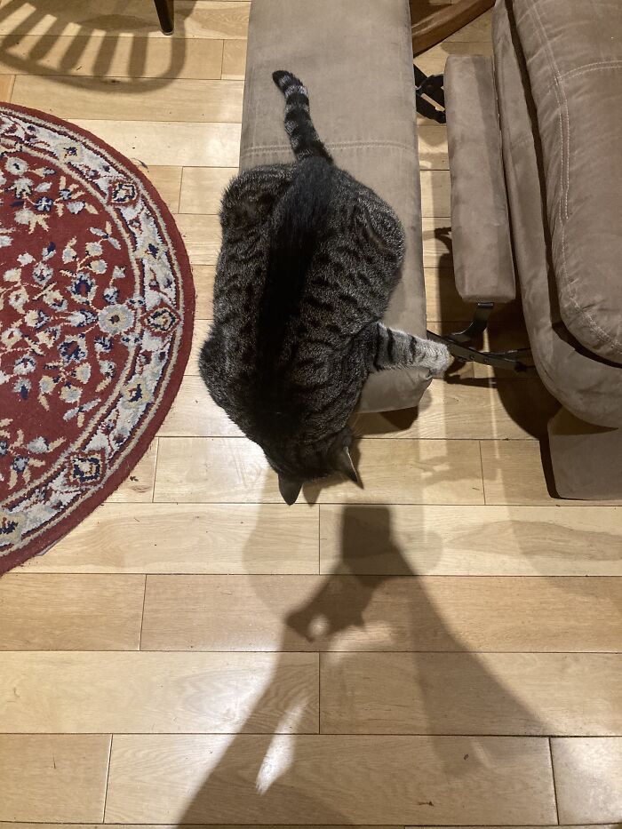 Hey Pandas, Capture A Picture Of Your Pet Sleeping (Closed) Hey Pandas, Capture A Picture Of Your Pet Sleeping (Closed)