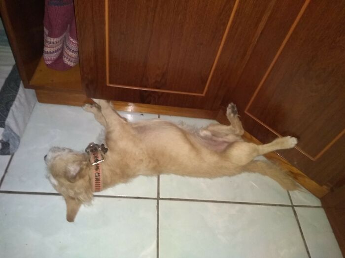 Hey Pandas, Capture A Picture Of Your Pet Sleeping (Closed) Hey Pandas, Capture A Picture Of Your Pet Sleeping (Closed)