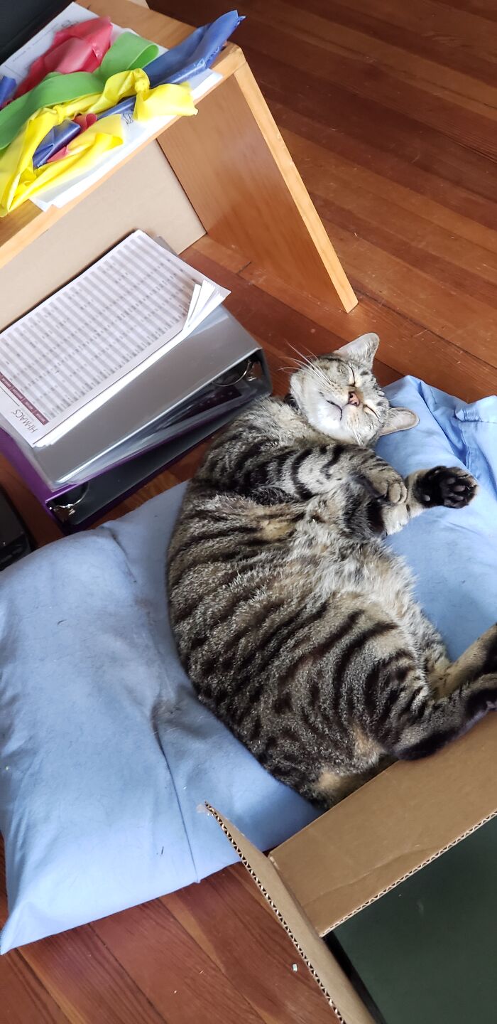 Hey Pandas, Capture A Picture Of Your Pet Sleeping (Closed) Hey Pandas, Capture A Picture Of Your Pet Sleeping (Closed)