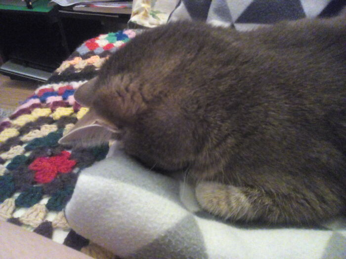 Hey Pandas, Capture A Picture Of Your Pet Sleeping (Closed) Hey Pandas, Capture A Picture Of Your Pet Sleeping (Closed)