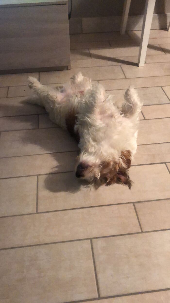 Hey Pandas, Capture A Picture Of Your Pet Sleeping (Closed) Hey Pandas, Capture A Picture Of Your Pet Sleeping (Closed)