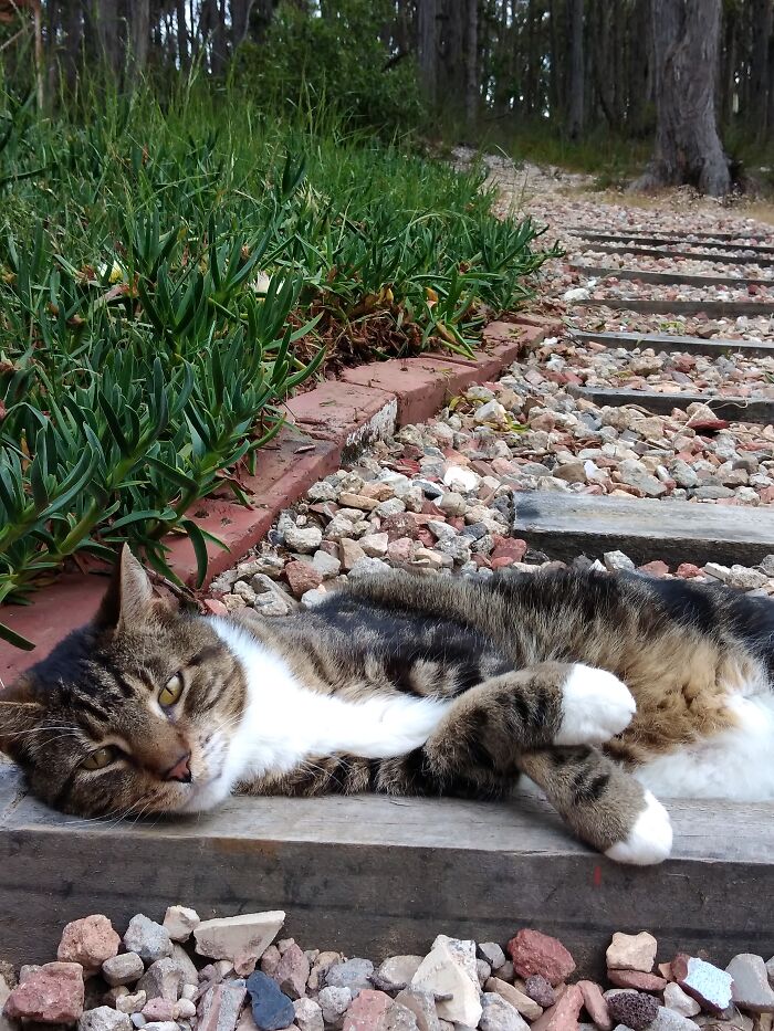 Hey Pandas, Capture A Picture Of Your Pet Sleeping (Closed) Hey Pandas, Capture A Picture Of Your Pet Sleeping (Closed)