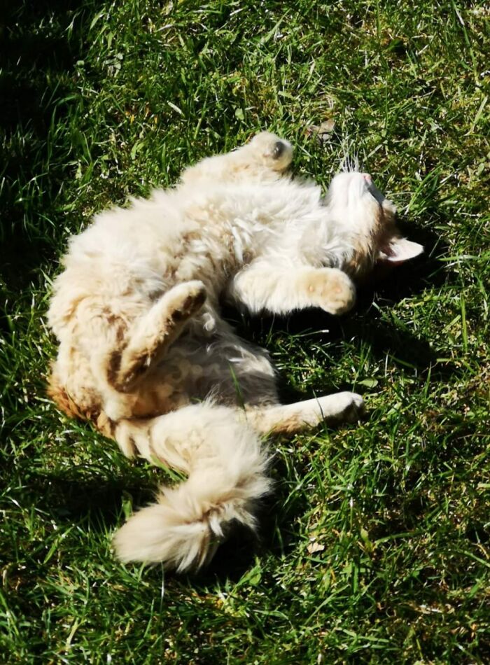 Hey Pandas, Capture A Picture Of Your Pet Sleeping (Closed) Hey Pandas, Capture A Picture Of Your Pet Sleeping (Closed)