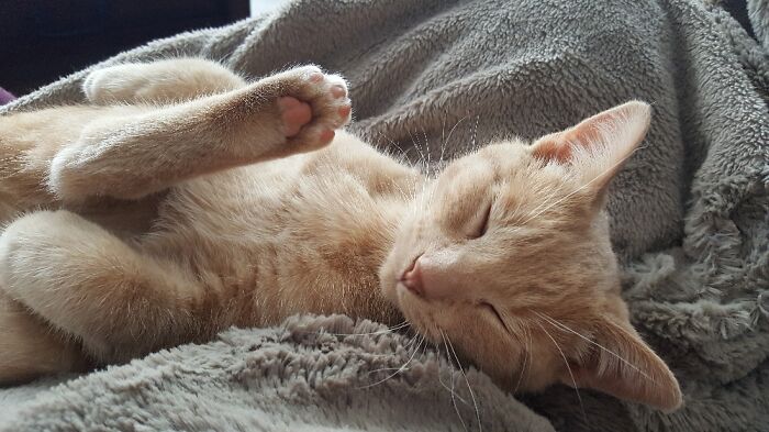 Hey Pandas, Capture A Picture Of Your Pet Sleeping (Closed) Hey Pandas, Capture A Picture Of Your Pet Sleeping (Closed)