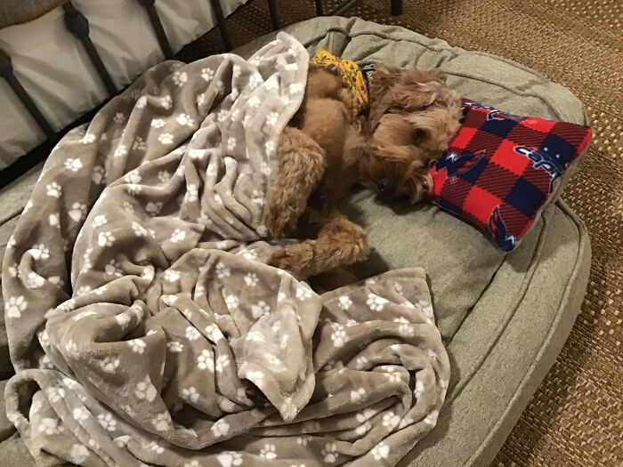 Hey Pandas, Capture A Picture Of Your Pet Sleeping (Closed) Hey Pandas, Capture A Picture Of Your Pet Sleeping (Closed)