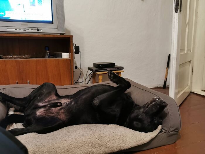 Hey Pandas, Capture A Picture Of Your Pet Sleeping (Closed) Hey Pandas, Capture A Picture Of Your Pet Sleeping (Closed)