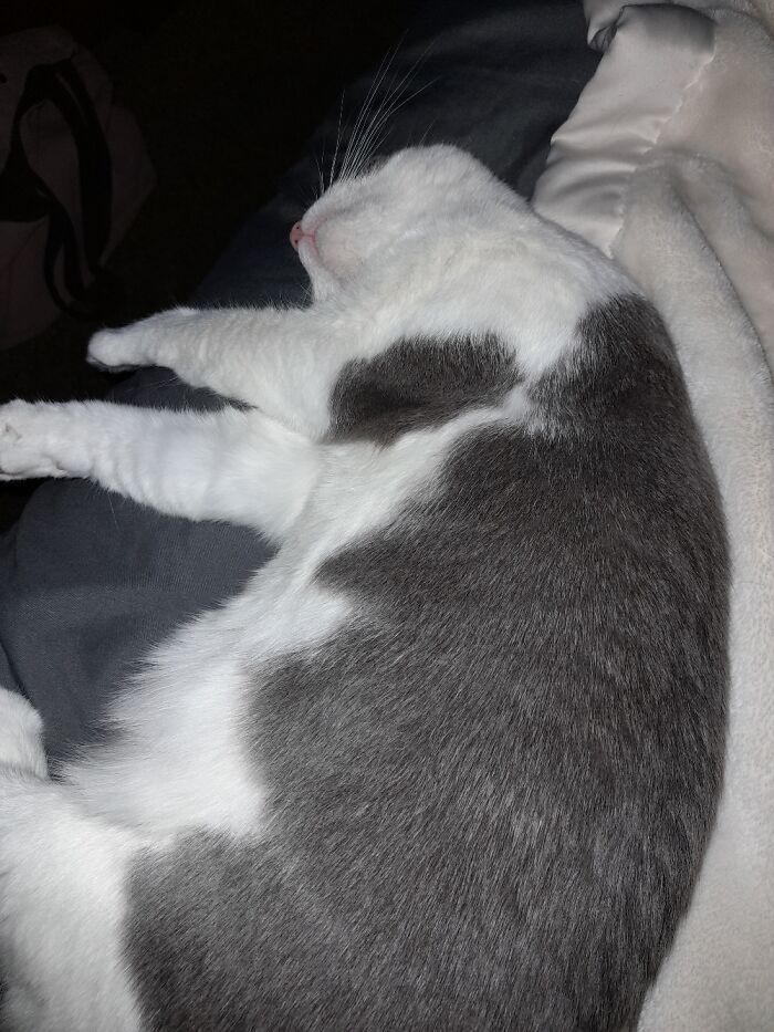 Hey Pandas, Capture A Picture Of Your Pet Sleeping (Closed) Hey Pandas, Capture A Picture Of Your Pet Sleeping (Closed)