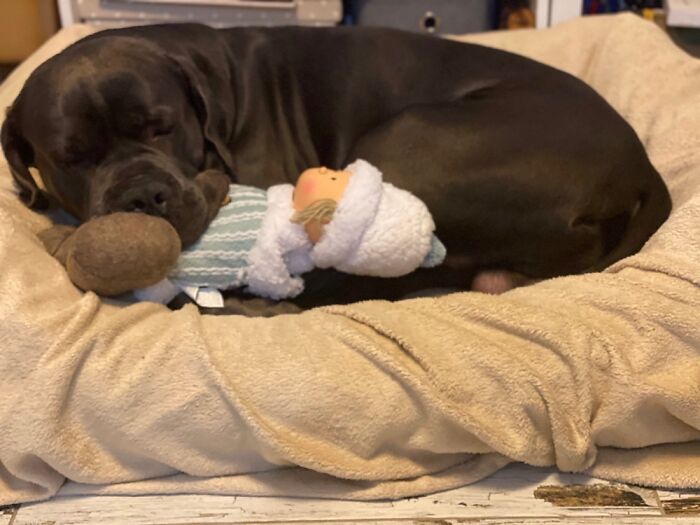 Hey Pandas, Capture A Picture Of Your Pet Sleeping (Closed) Hey Pandas, Capture A Picture Of Your Pet Sleeping (Closed)