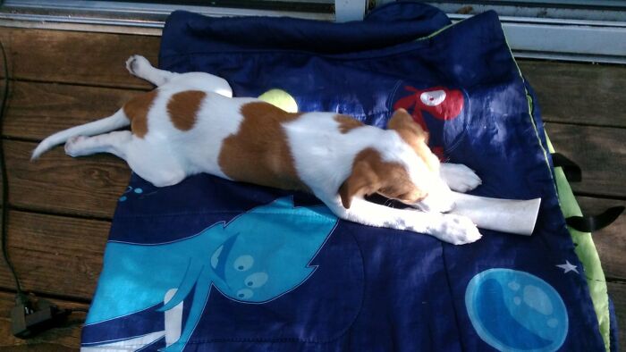 Hey Pandas, Capture A Picture Of Your Pet Sleeping (Closed) Hey Pandas, Capture A Picture Of Your Pet Sleeping (Closed)