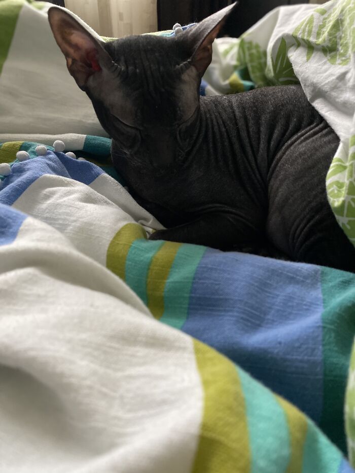 Hey Pandas, Capture A Picture Of Your Pet Sleeping (Closed) Hey Pandas, Capture A Picture Of Your Pet Sleeping (Closed)