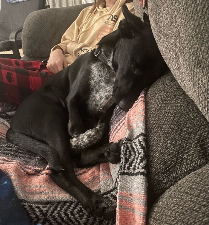 Hey Pandas, Capture A Picture Of Your Pet Sleeping (Closed) Hey Pandas, Capture A Picture Of Your Pet Sleeping (Closed)