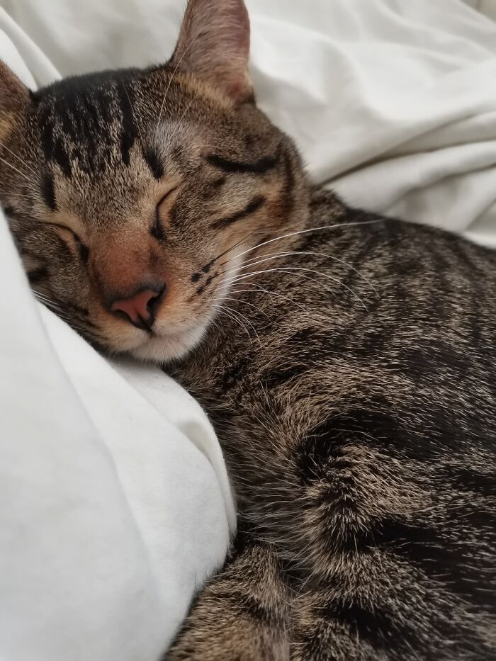 Hey Pandas, Capture A Picture Of Your Pet Sleeping (Closed) Hey Pandas, Capture A Picture Of Your Pet Sleeping (Closed)