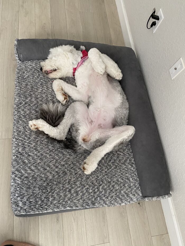 Hey Pandas, Capture A Picture Of Your Pet Sleeping (Closed) Hey Pandas, Capture A Picture Of Your Pet Sleeping (Closed)