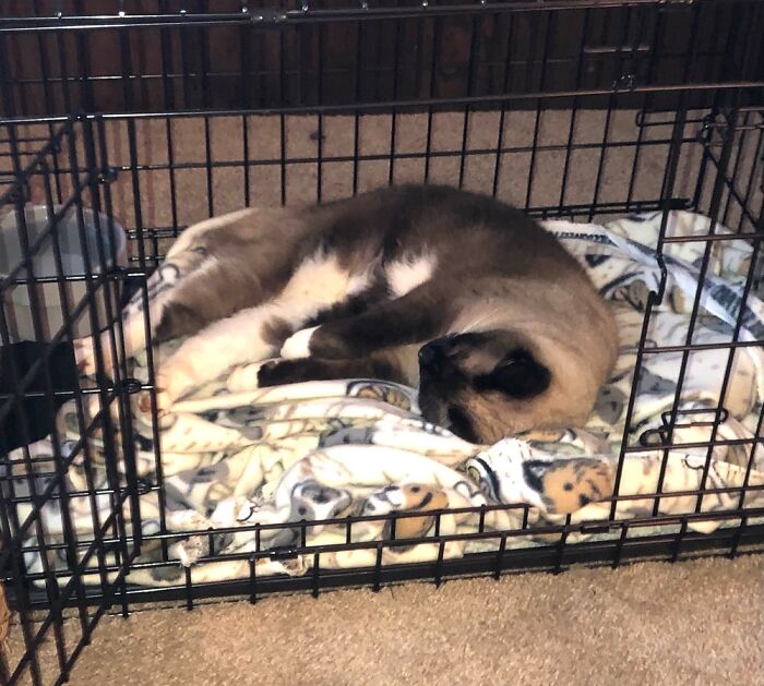 Hey Pandas, Capture A Picture Of Your Pet Sleeping (Closed) Hey Pandas, Capture A Picture Of Your Pet Sleeping (Closed)