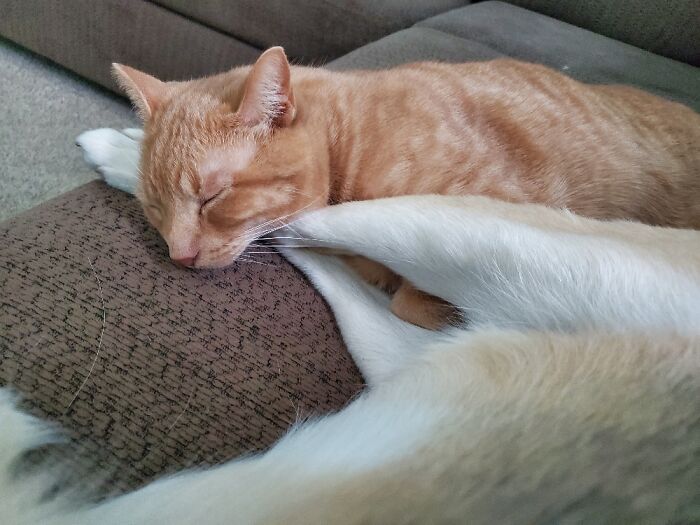 Hey Pandas, Capture A Picture Of Your Pet Sleeping (Closed) Hey Pandas, Capture A Picture Of Your Pet Sleeping (Closed)