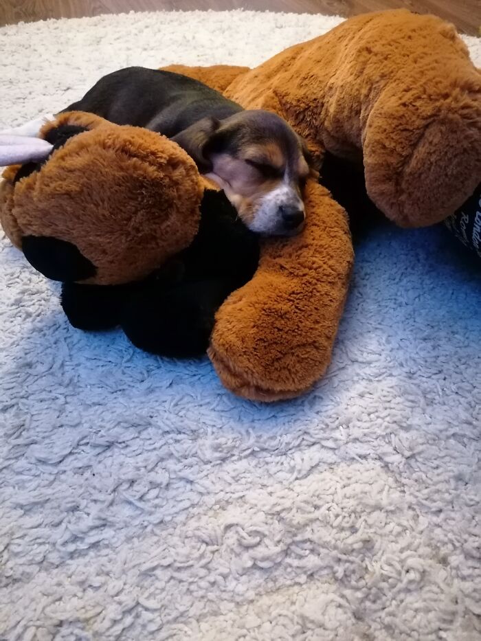 Hey Pandas, Capture A Picture Of Your Pet Sleeping (Closed) Hey Pandas, Capture A Picture Of Your Pet Sleeping (Closed)