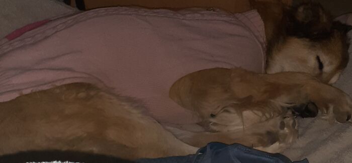 Hey Pandas, Capture A Picture Of Your Pet Sleeping (Closed) Hey Pandas, Capture A Picture Of Your Pet Sleeping (Closed)