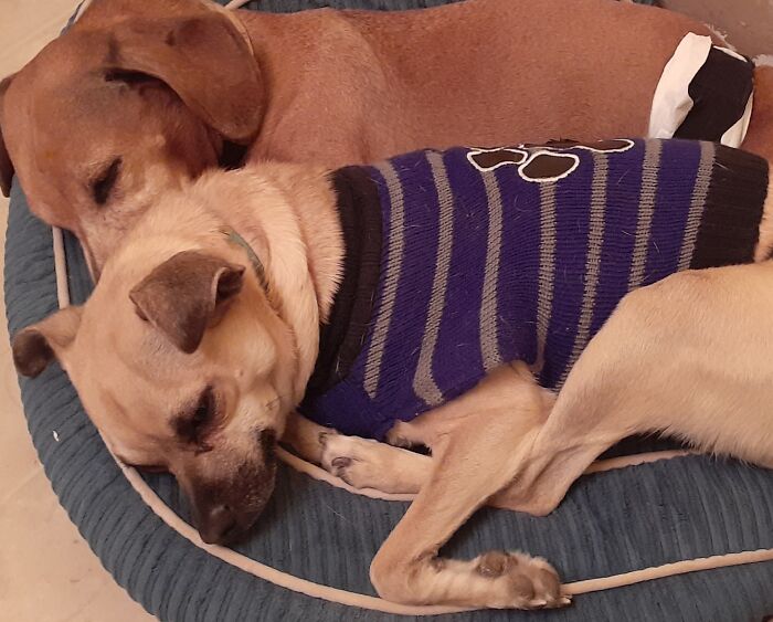 Hey Pandas, Capture A Picture Of Your Pet Sleeping (Closed) Hey Pandas, Capture A Picture Of Your Pet Sleeping (Closed)