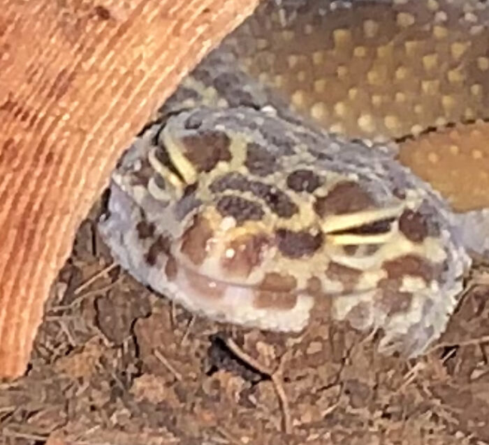 Hey Pandas, Capture A Picture Of Your Pet Sleeping (Closed) Hey Pandas, Capture A Picture Of Your Pet Sleeping (Closed)