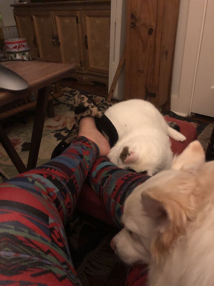 Hey Pandas, Capture A Picture Of Your Pet Sleeping (Closed) Hey Pandas, Capture A Picture Of Your Pet Sleeping (Closed)