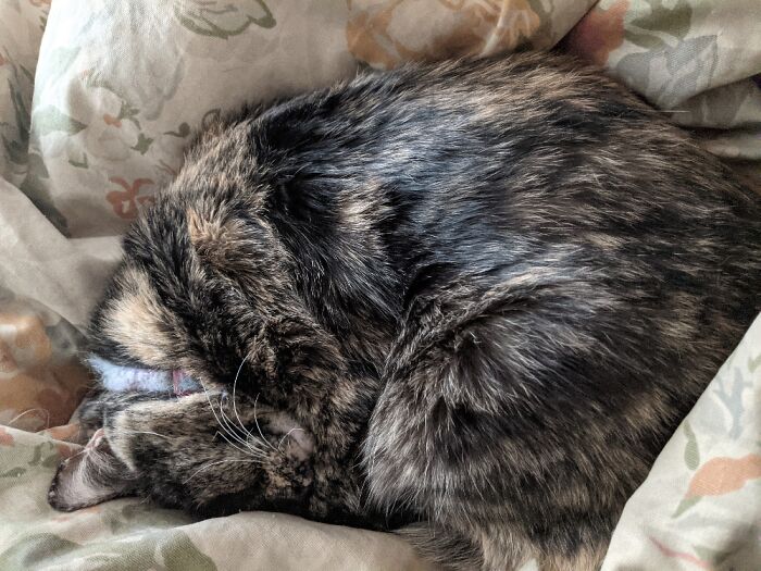 Hey Pandas, Capture A Picture Of Your Pet Sleeping (Closed) Hey Pandas, Capture A Picture Of Your Pet Sleeping (Closed)