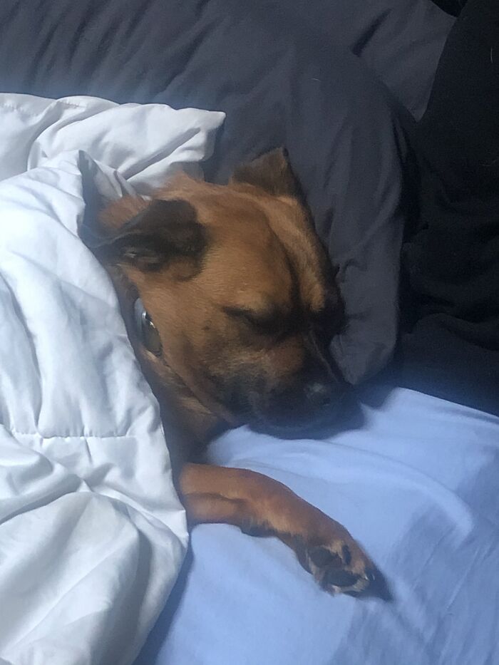 Hey Pandas, Capture A Picture Of Your Pet Sleeping (Closed) Hey Pandas, Capture A Picture Of Your Pet Sleeping (Closed)