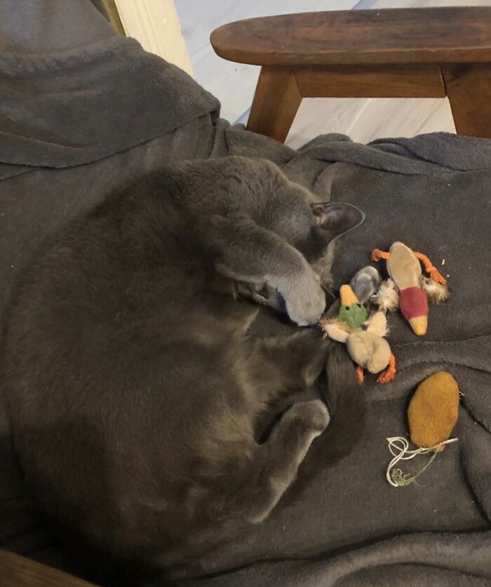 Hey Pandas, Capture A Picture Of Your Pet Sleeping (Closed) Hey Pandas, Capture A Picture Of Your Pet Sleeping (Closed)