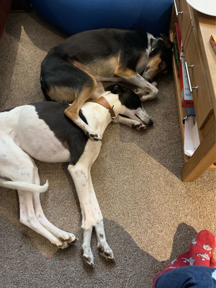 Hey Pandas, Capture A Picture Of Your Pet Sleeping (Closed) Hey Pandas, Capture A Picture Of Your Pet Sleeping (Closed)