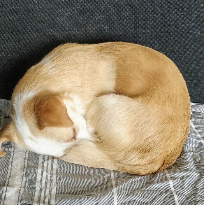 Hey Pandas, Capture A Picture Of Your Pet Sleeping (Closed) Hey Pandas, Capture A Picture Of Your Pet Sleeping (Closed)